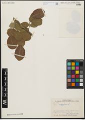 Foto von Salix aegyptiaca L.